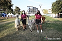 VBS_8142 - Inaugurazione 72.ma Fiera del Peperone di Carmagnola